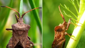 Uwaga, śmierdzący szkodnik na malinach. Co to jest wtyk straszyk, jakie rośliny atakuje?