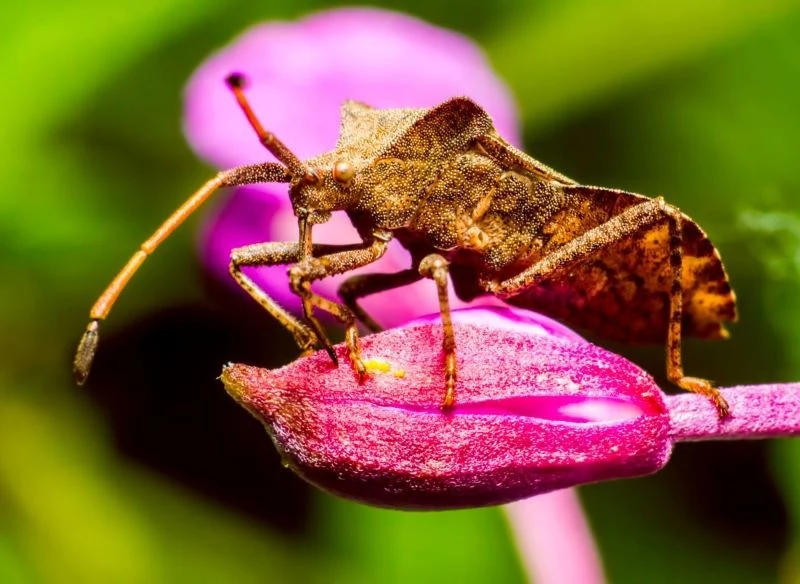 Wtyk straszyk stanowi zagrożenie dla wielu gatunków roślin ogrodowych, również okazów ozdobnych
