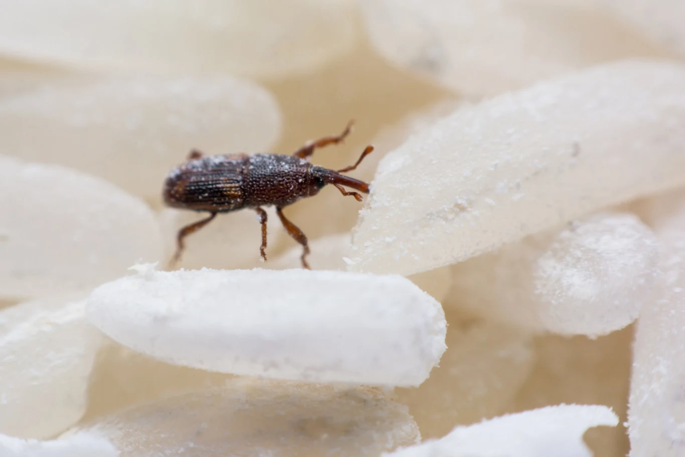 Wołki zbożowe mają pancerz, który chroni je przed zgnieceniem