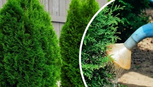 Sprawdź, jak przygotować domowy nawóz do tui, który sprawi, że będą rosły jak szalone.