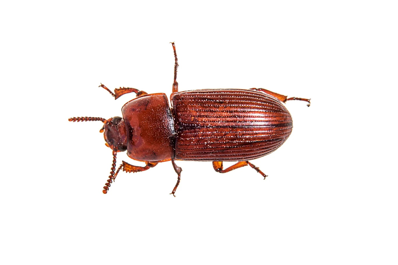 Ciała trojszyków zawierają substancje, które podrażniają ludzką skórę