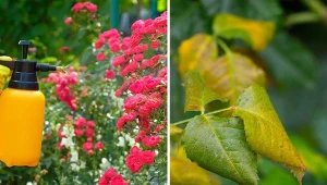 Liście róż zwijają się - to nie przez upał, zaatakował je grzyb. Jak uratować róże?