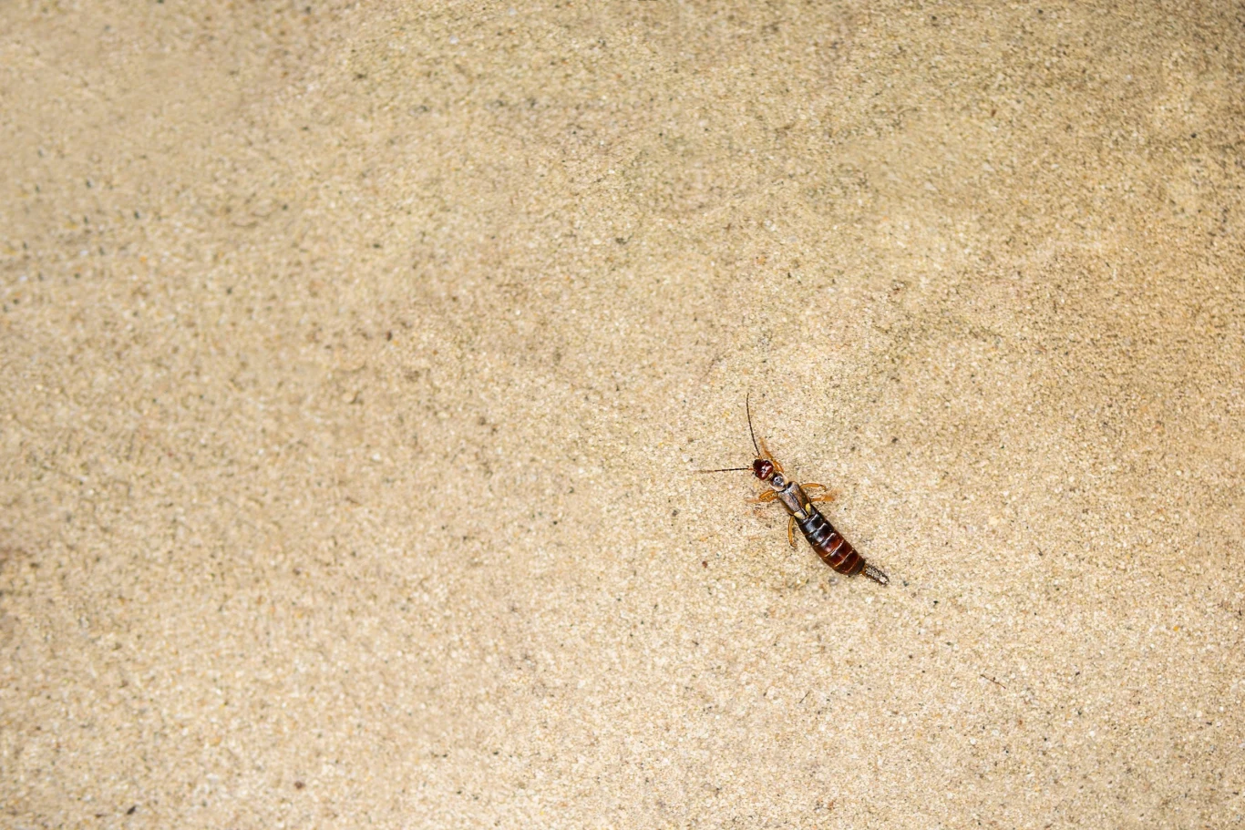 Skorka pospolita, czyli szczypawica