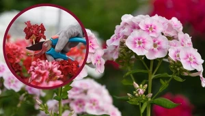 Przycinanie floksów jesienią. Najważniejszy zabieg dla tych kwiatów