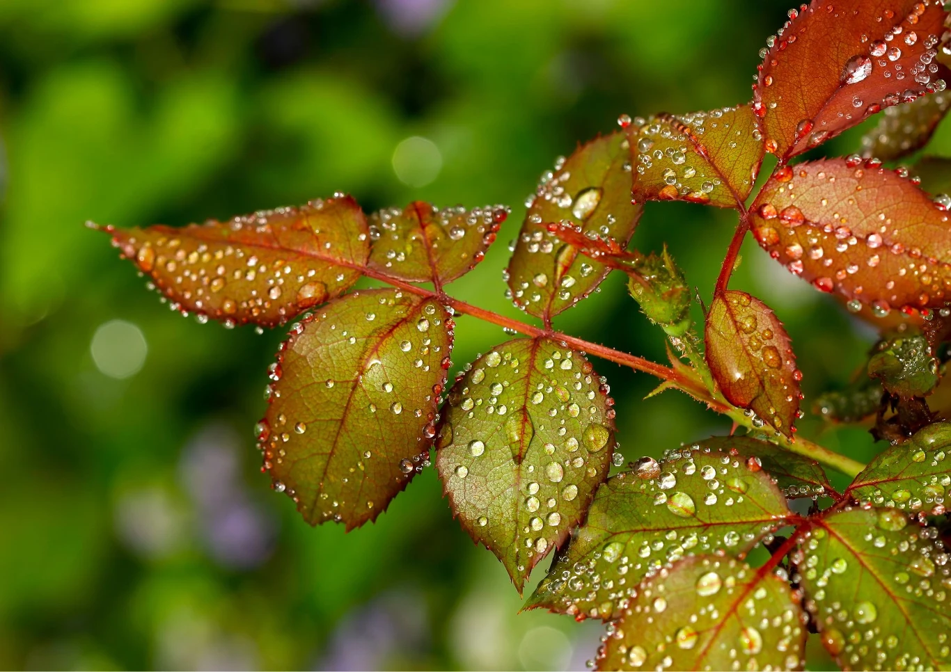 Zaatakowane liście zmieniają kolor z zielonego na czerwony.