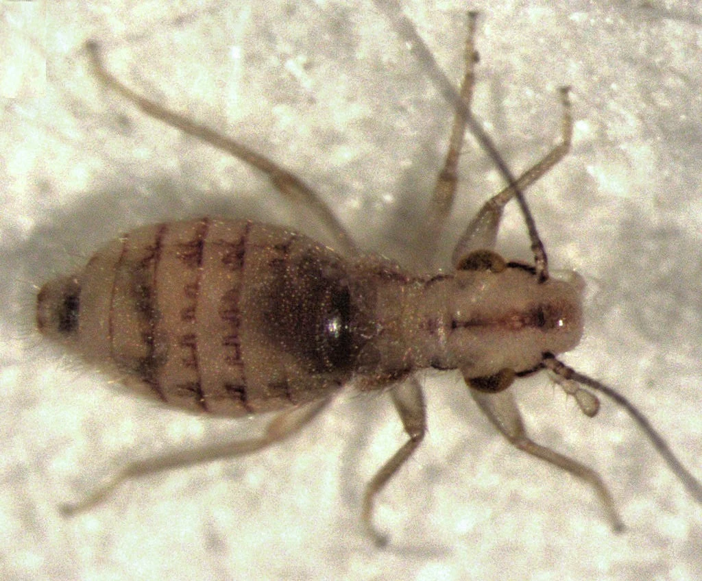 Psotniki zakamarniki mogą niszczyć książki tapety Fot