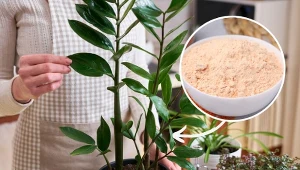 Jak uratować zamiokulkasa? Dzięki domowej odżywcze szybko odżyje i zacznie wypuszczać nowe liści.