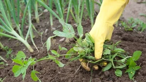 Chwasty to  rośliny, które są niepożądane w danym miejscu.