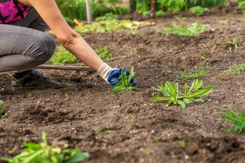 Zwalczanie chwastów w ogrodzie to uciążliwe, ale wykonalne zadanie