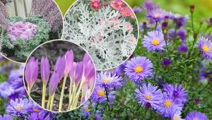 Chcesz stworzyć piękną rabatę pod koniec sezonu? Dowiedz się, co na niej sadzić!