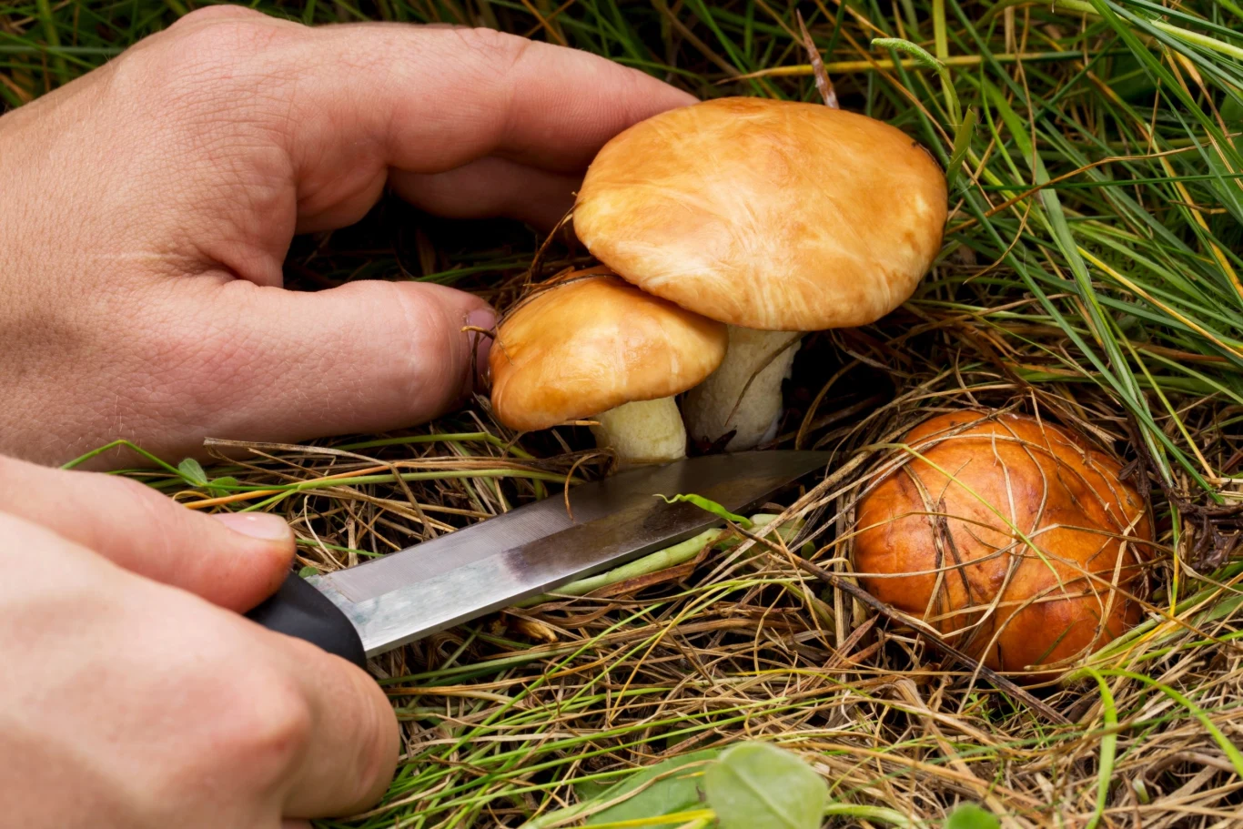 We własnym ogrodzie również możesz mieć leśne grzyby