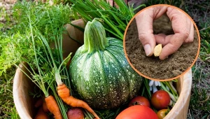 Z wielu popularnych warzyw można samodzielnie pozyskiwać nasiona.