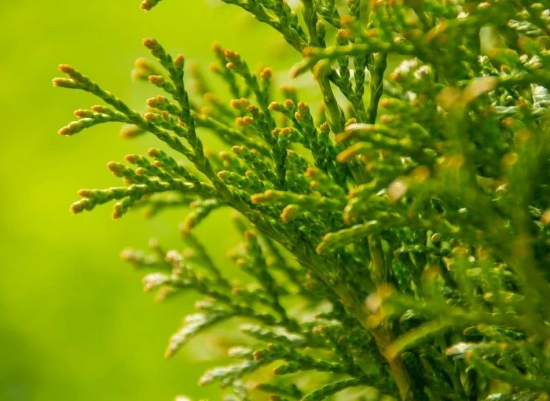 Na sadzonki tui przeznaczmy młode i zdrowe części roślin