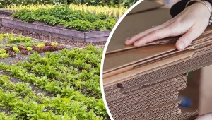 Kartony doskonale nadają się do wykorzystania w ogrodzie.