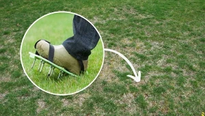 Latem trawnik mogą zaatakować choroby grzybowe.