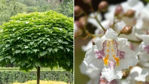 Kiedy i jak sadzić katalpę w ogrodzie? Ciekawe odmiany i właściwości surmii