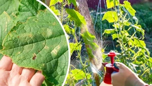 Sprawdź, jakie są objawy bakteryjnej kanciastej plamistości ogórka oraz jak zwalczyć chorobę.