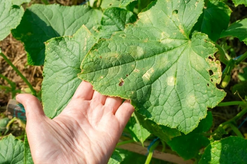 Bakteryjna kanciasta plamistość ogórka to choroba, której początkowe stadium wygląda całkiem niegroźnie