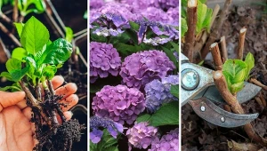 Jest kilka sposobów na rozmnażanie hortensji. Jak zrobić to dobrze? Fot. 123RFPPiscel/CanvaPro