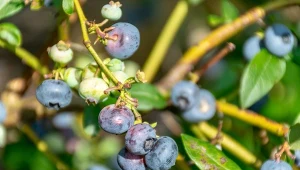 Zamieranie pędów borówki amerykańskiej. Jak rozpoznać chorobę i jej zapobiegać?