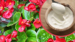 Naturalną odżywkę do begonii można zrobić samodzielnie z produktu, który każdy ma w lodówce.