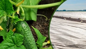 Odkażanie gleby po ogórkach to ważny zabieg, pozwalający pozbyć się z niej groźnych szkodników i bakterii.