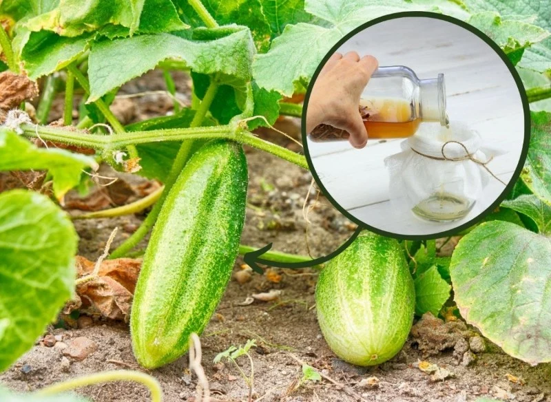 W przedłużeniu czasu zbiorów ogórków pomocne są opryski