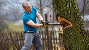 Czy możesz bezkarni wyciąć drzewo na własnej posesji? Sprawdź.