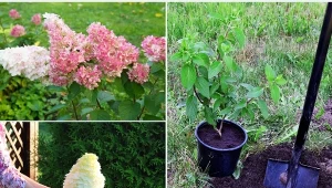 Hortensję bukietową najlepiej posadzić na słonecznym lub półcienistym stanowisku.