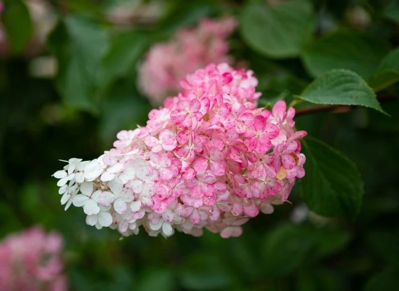 Niektóre odmiany hortensji zmieniają kolor kwiatów z białego na ciemnoróżowy
