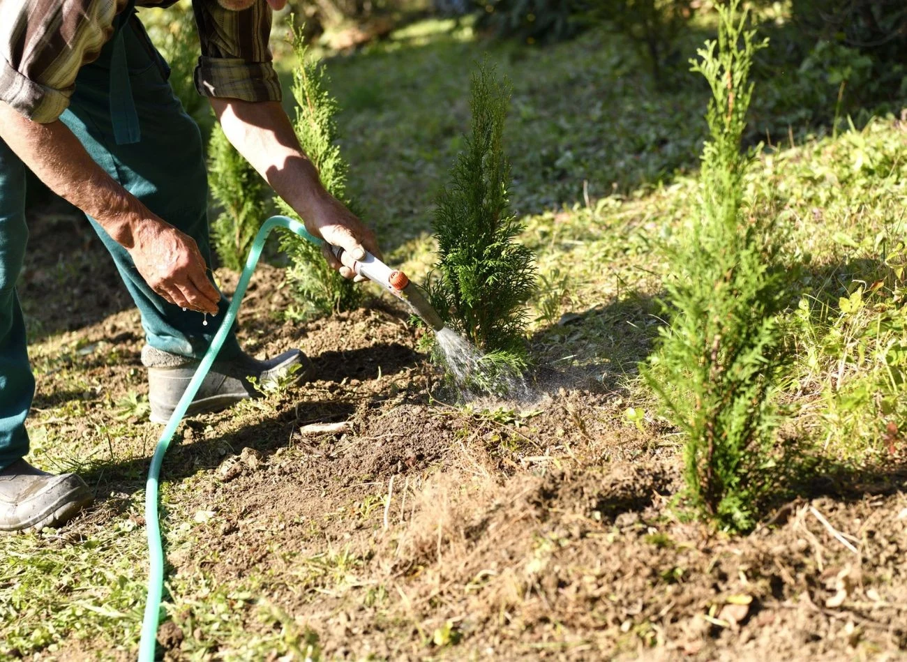 Pamiętajmy, że po posadzeniu tuje potrzebują bardzo dużo wody.