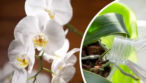 Poznaj dwa naturalne sposoby na kwitnienie storczyków.