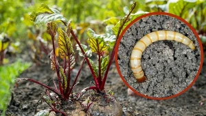 Drutowce uznawane są za jedne z najgroźniejszych szkodników ogrodowych.