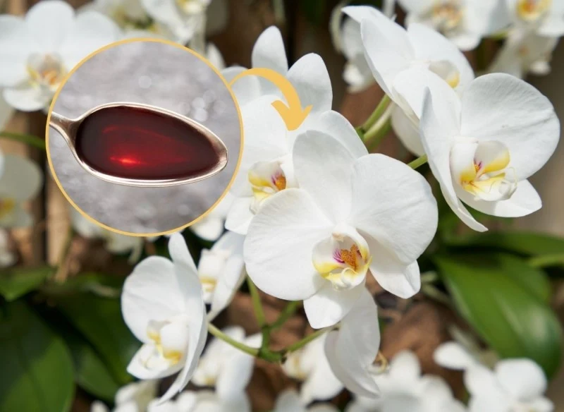 Zrób prostą mieszankę, a storczyki będą zjawiskowo kwitły niemal przez cały rok