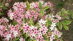 Jeśli chcesz, żeby krzewuszka obficie zakwitła na przyszły rok, pilnuj terminu jej przycinania.