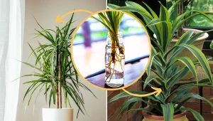 Dracena łatwo się ukorzenia, dlatego świetnie nadaje się na przygotowanie sadzonek.