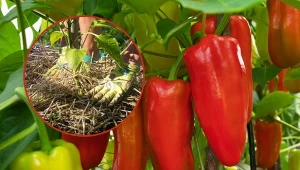 Sprawdź, o czym należy pamiętać, by papryka obficie plonowała.