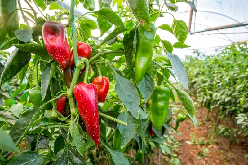 Aby uzyskać obfite i zdrowe plony papryki, należy przestrzegać kilku zasad