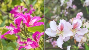 Storczykowiec purpurowy nie ma dużych wymagań pielęgnacyjnych, jednak warto poznać podstawowe elementy jego uprawy.