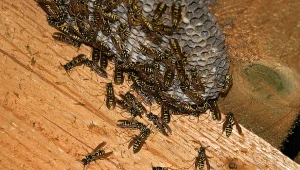 Osy, które zagnieździły się na działce, balkonie lub w garażu okazują się niemałym utrudnieniem.