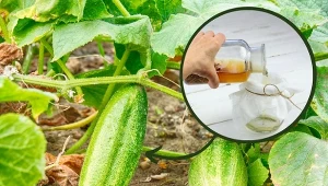 W przedłużeniu czasu zbiorów ogórków pomocne są opryski.