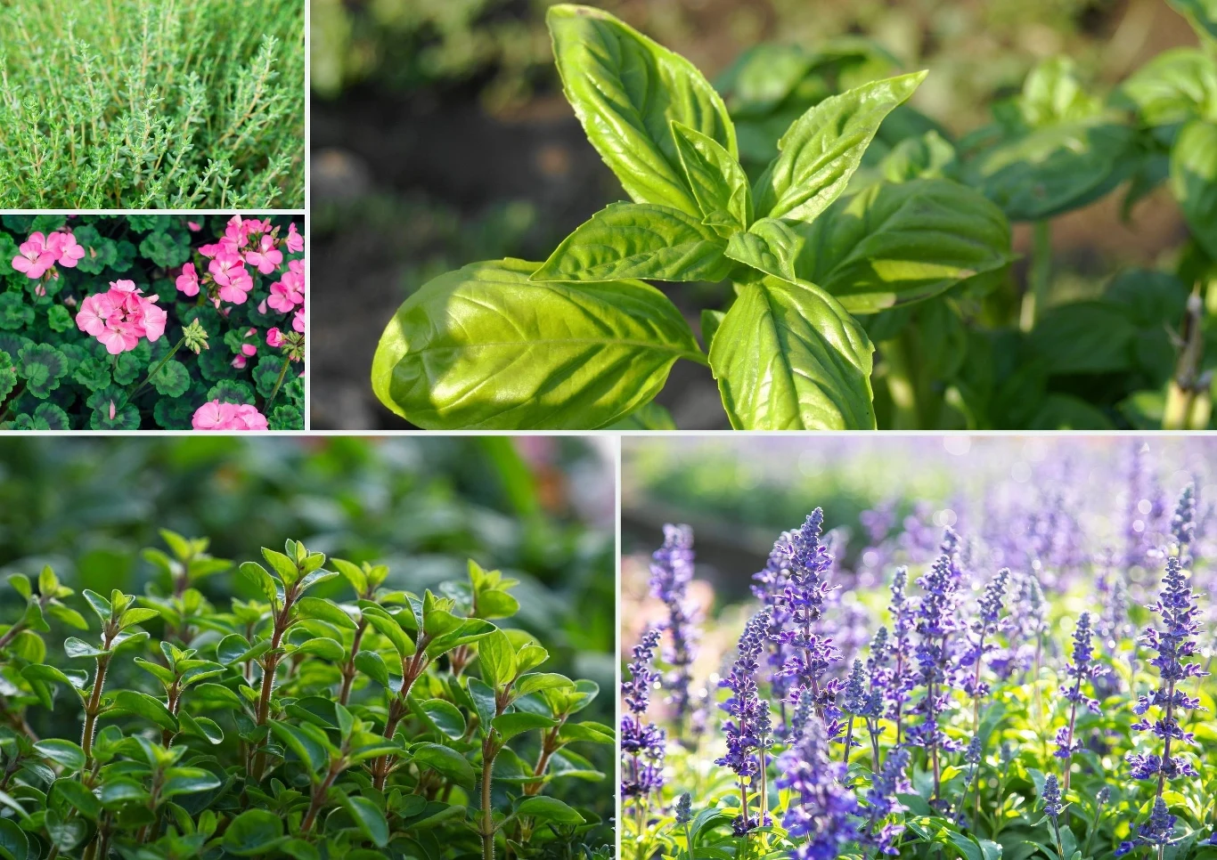 Osy odstrasza zapach cytryny, bazylii, mięty, majeranku, tymianku, piołunu, eukaliptusa i czosnku