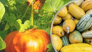 Dynie są w Polsce coraz popularniejsze. Zobacz, jakie odmiany wybrać i jak je uprawiać na podporach i w gruncie.
