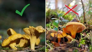 Sprawdź, co trzeba wiedzieć, by nie pomylić grzybów jadalnych z ich trującymi sobowtórami.