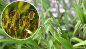 Powiewające na wietrze kłosowate kwiaty obiedki szerokolistnej dodają uroku rabatom.