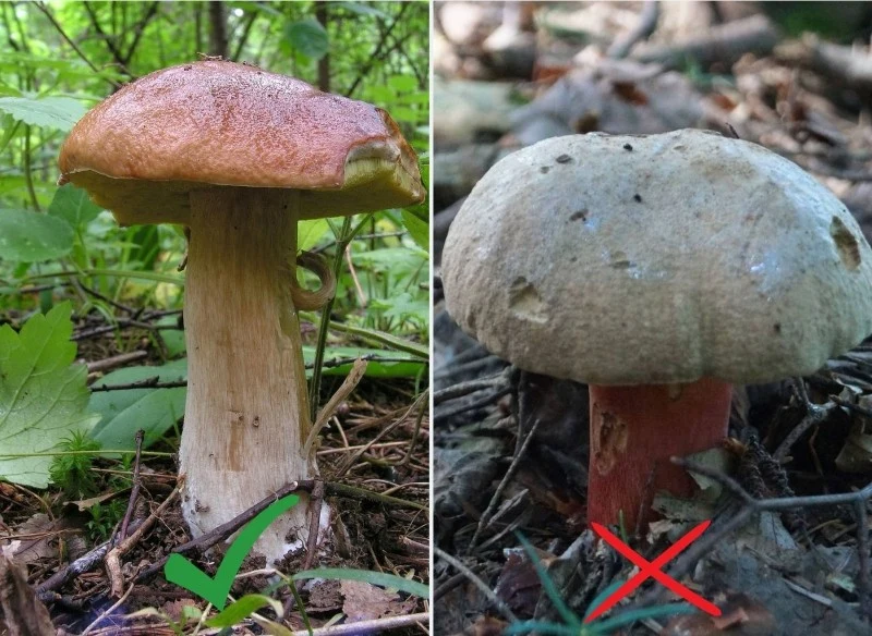 Warto znać różnice pomiędzy borowikiem szlachetnym (jadalnym) a borowikiem szatańskim (trującym)