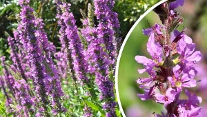 Krwawnica pospolita to alternatywa popularnego wrzosu.