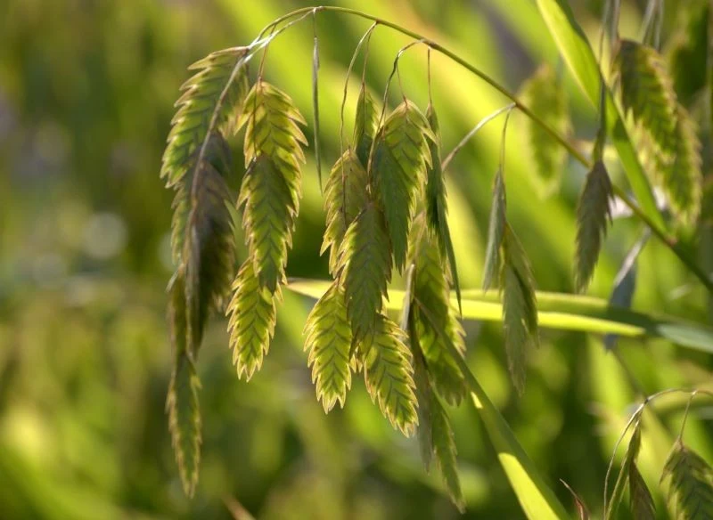 Owalne i szerokie kwiatostany obiedki szerokolistnej z daleka wyglądają jak spłaszczone szyszki