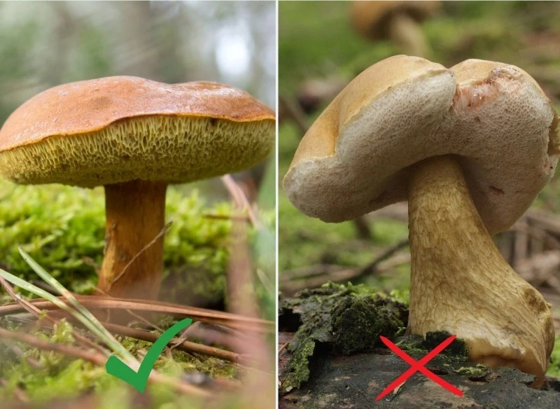 Mało wytrawni grzybiarze mylą podgrzybka z goryczakiem żółciowym