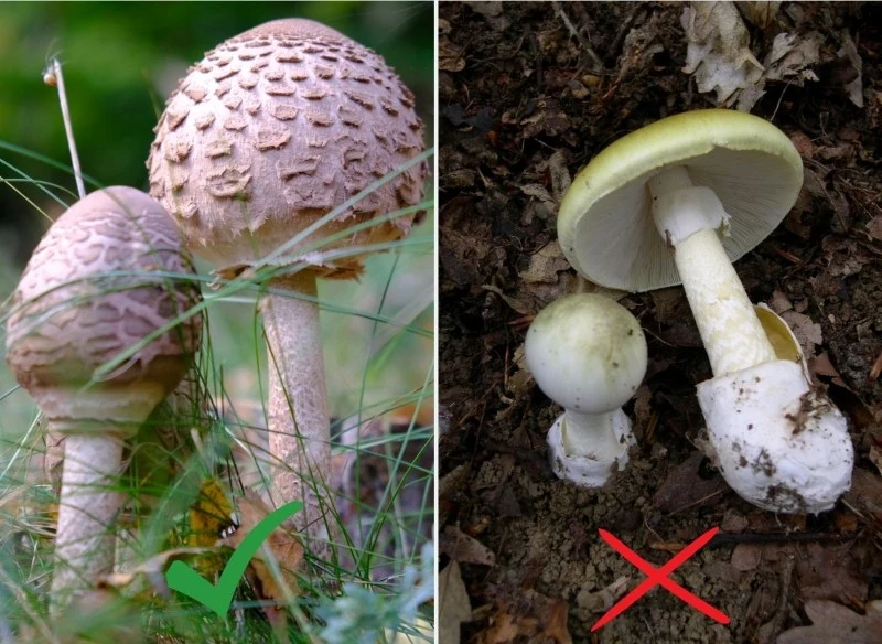 Warto wiedzieć, jak odróżnić muchomora sromotnikowego od kani